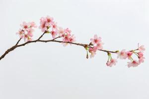 Cherry Blossom Branch in Bloom photo