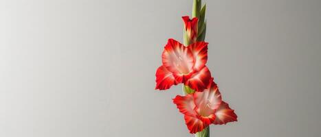 Glorious Gladiolus on Neutral Backdrop photo