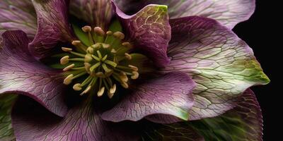 Purple Hellebore With Veined Petals photo