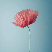 Ethereal Red Poppy Isolated photo