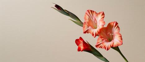 Vibrant Gladiolus Flowers Isolated photo