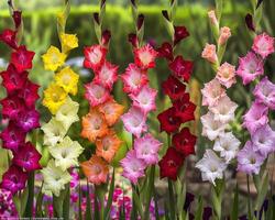 Gladiolus Array In Colorful Display photo