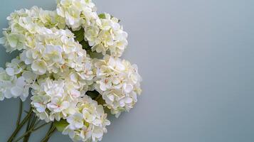 White Hydrangea Cluster on Grey photo