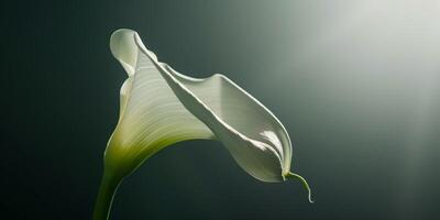 solo calla lirio en contra oscuro foto