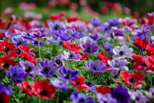 Colorful Anemone Field in Spring photo