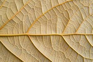 Intricate Leaf Vein Patterns photo