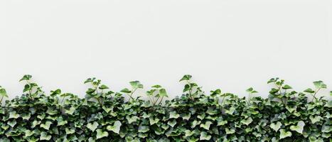 Ivy Leaves White Wall Border photo