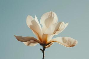 soltero magnolia flor en luz de sol foto