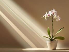 Orchid Elegance In Sunlit Room photo