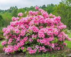 Vivid Pink Azalea Bush Spring Bloom photo