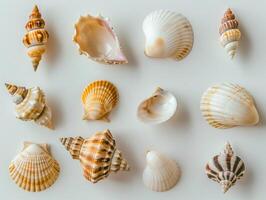 Assorted Seashells on White photo