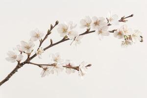 Delicate Cherry Blossoms in Spring photo