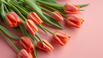 Orange Tulips On Pink Background photo