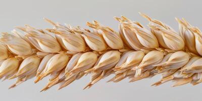 Wheat Ears Close Up photo