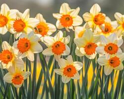 Sunlit Daffodils In Bloom photo