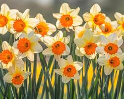 iluminado por el sol narcisos en floración foto