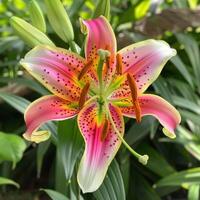 Stargazer Lily In Natural Setting photo