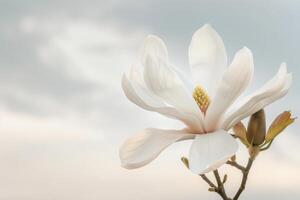 White Magnolia Blossom Against Sky photo