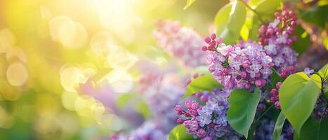 Sunlit Lilac Blossoms Bokeh Effect photo