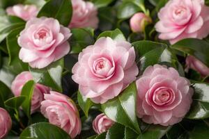 Pink Camellia Blooms Lush Greenery photo