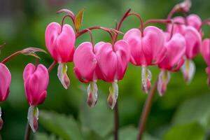 Pink Bleeding Hearts Flowers Bloom photo