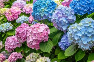 Vibrant Hydrangea Mosaic photo