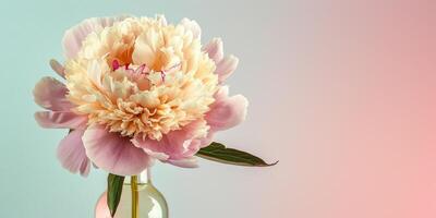 Pink Peony In Soft Pastel Tones photo