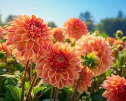 Sunlit Autumn Dahlias In Bloom photo