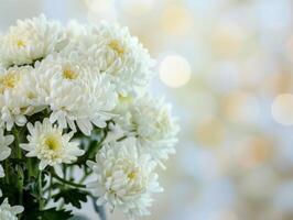 Luminous White Chrysanthemums photo