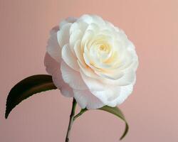 Serene Camellia Against Coral photo