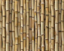 Aligned Bamboo Stalks Texture photo