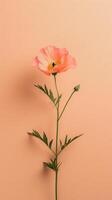 Single Pink Poppy on Pastel Background photo