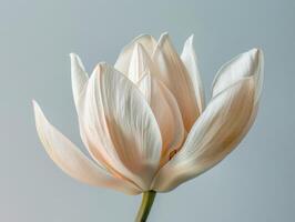Elegant White Lotus Blossom photo