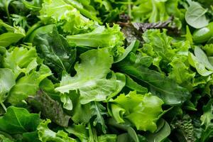 Fresh Mixed Green Salad Leaves photo