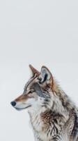 perfil de un majestuoso lobo foto