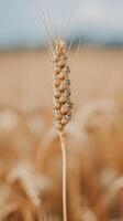 Single Wheat Stalk Close Up photo