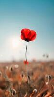 Vivid Red Poppy in Field photo