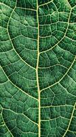 Green Leaf Veins Macro Detail photo