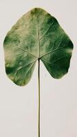 Single Green Leaf Detail photo