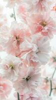 Soft Pink Flowers Delicate Petals photo