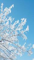 Frosty Branches Against Blue Sky photo