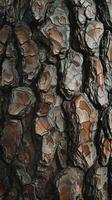 Textured Pine Tree Bark Detail photo