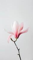 Elegant Pink Magnolia Bloom photo