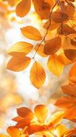 otoño hojas en dorado ligero foto