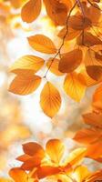 Autumn Leaves In Golden Light photo