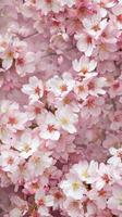 Pink Cherry Blossoms Close Up photo