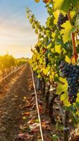 Sun-Kissed Vineyard at Dawn photo