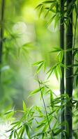 Lush Bamboo Grove Backlit photo