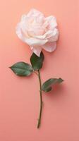 Single Elegant Rose Isolated photo