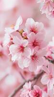 Pink Cherry Blossom Delight photo